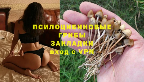 сатива Абинск